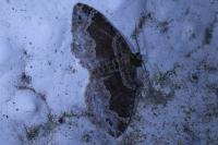 Xanthorhoe ferrugata