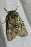 Polymixis xanthomista