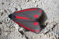 Tyria jacobaeae