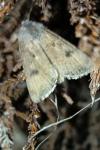 Agrotis segetum