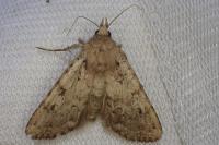 Amphipyra effusa