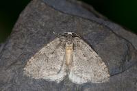 Epirrita dilutata