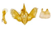 Epirrita dilutata