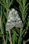 Polymixis xanthomista