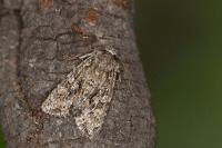 Dryobotodes eremita