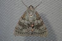 Catocala elocata