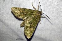 Dryobotodes eremita