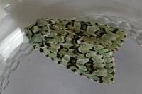Griposia aprilina