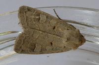 Ammoconia caecimacula