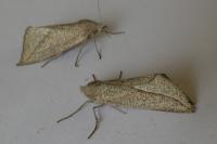 Compsoptera opacaria