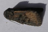 Aporophyla nigra
