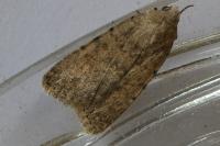 Caradrina clavipalpis