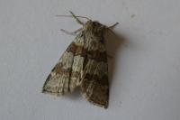Cymatophorina diluta