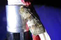 Cymatophorina diluta