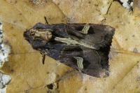 Trigonophora flammea