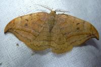 Drepana curvatula