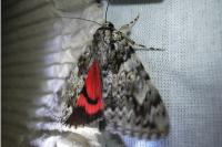 Catocala promissa