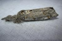 Gynaephora fascelina
