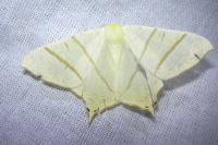 Ourapteryx sambucaria