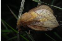 Euthrix potatoria