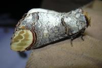 Phalera bucephala