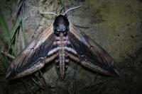 Sphinx ligustri