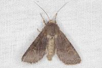 Aporophyla lueneburgensis