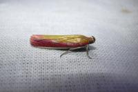 Oncocera semirubella