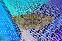 Peribatodes rhomboidaria rhomboidaria