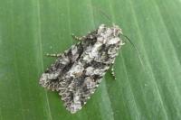 Dryobotodes eremita