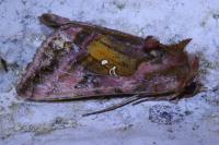 Autographa jota