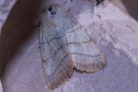 Charanyca trigrammica