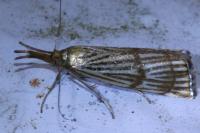Chrysocramboides craterellus