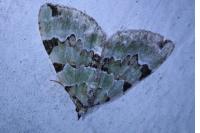 Colostygia pectinataria