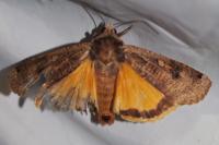 Noctua pronuba