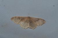 Idaea degeneraria