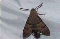 Macroglossum stellatarum