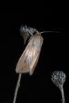 Mythimna unipuncta