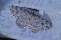 Ectropis crepuscularia