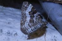 Epirrhoe alternata