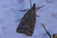 Eudonia pallida