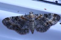 Eupithecia pulchellata