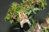 Phlogophora meticulosa
