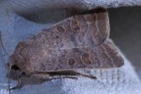 Hoplodrina ambigua