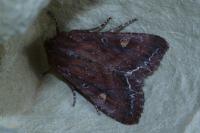 Lacanobia oleracea