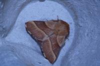 Malacosoma neustria