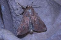 Mythimna albipuncta