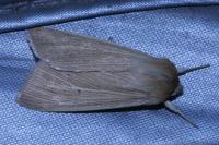 Mythimna pallens