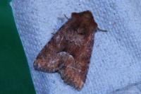Oligia fasciuncula