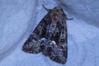 Oligia strigilis/versicolor